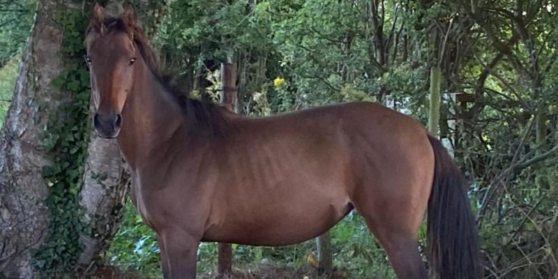 Gardaí seek owner of horse abandoned in Letterkenny field