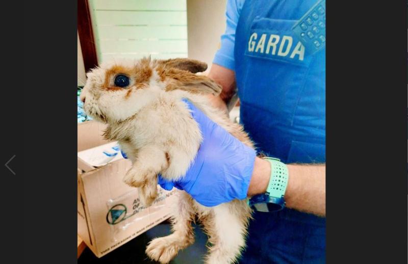 'Fast and funny' bunny taken into custody by Letterkenny gardaí