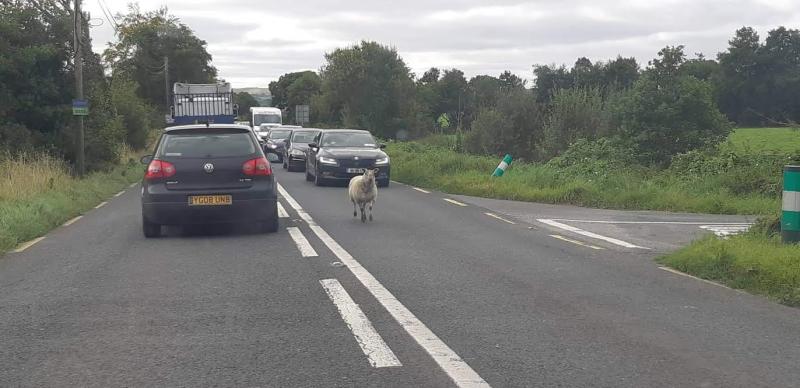 Sheep rules the road - ewe better believe it!