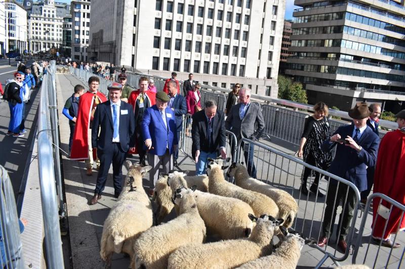 Donegal freeman herds his sheep across London Bridge