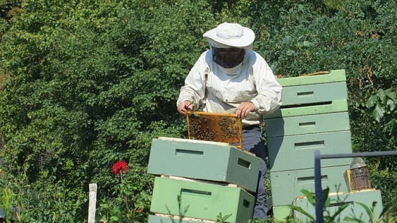 North West beekeepers creating a real buzz ahead of 'Honey Show' return 