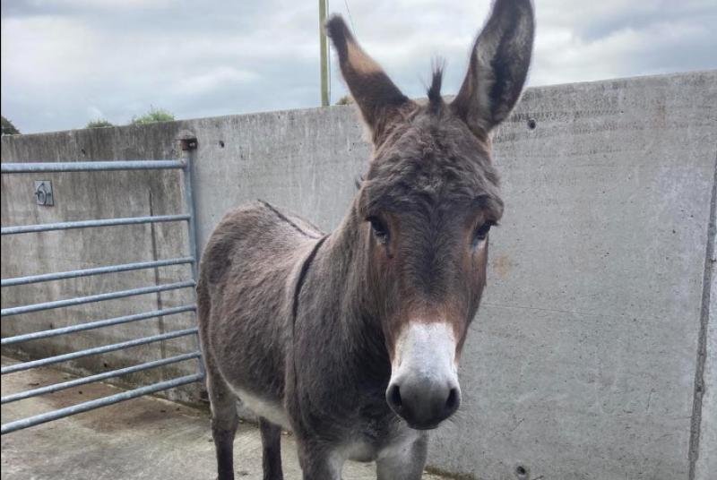 Donegal Donkey Sanctuary