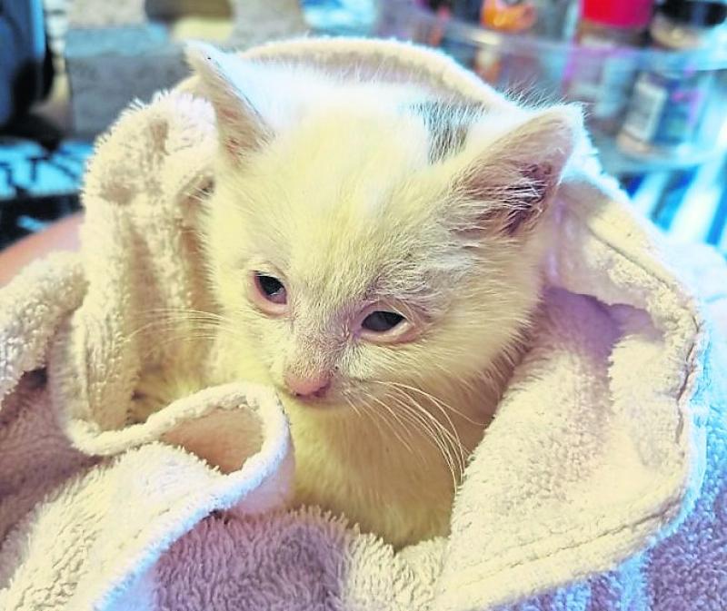 Weekly column - Autumn advice to keep your pets safe - Donegal Animals in Need
