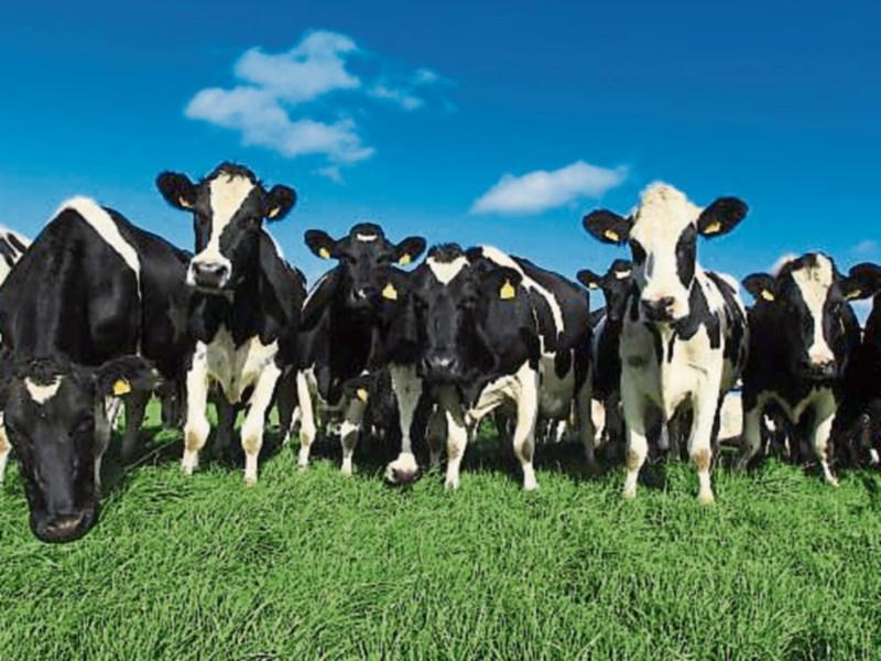Farming families to get €10 billion through CAP Strategic Plan
