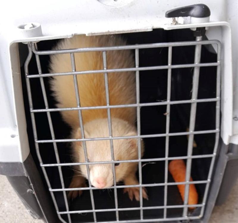 Friendly Ferret found in Letterkenny - Donegal Animals in Need 