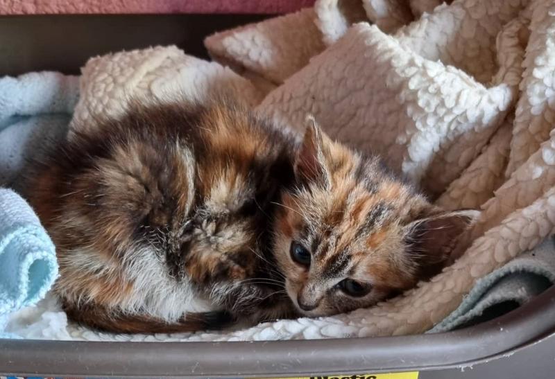 'Sick kittens being found all around Donegal' - Animals in Need sadness