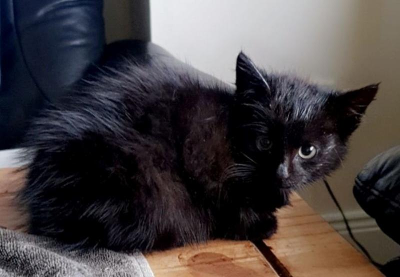 Helping your pet avoid the 'Halloween Horrors' - Animals in Need column