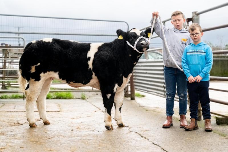 Donegal calf sells for more than €10,000 at elite livestock mart