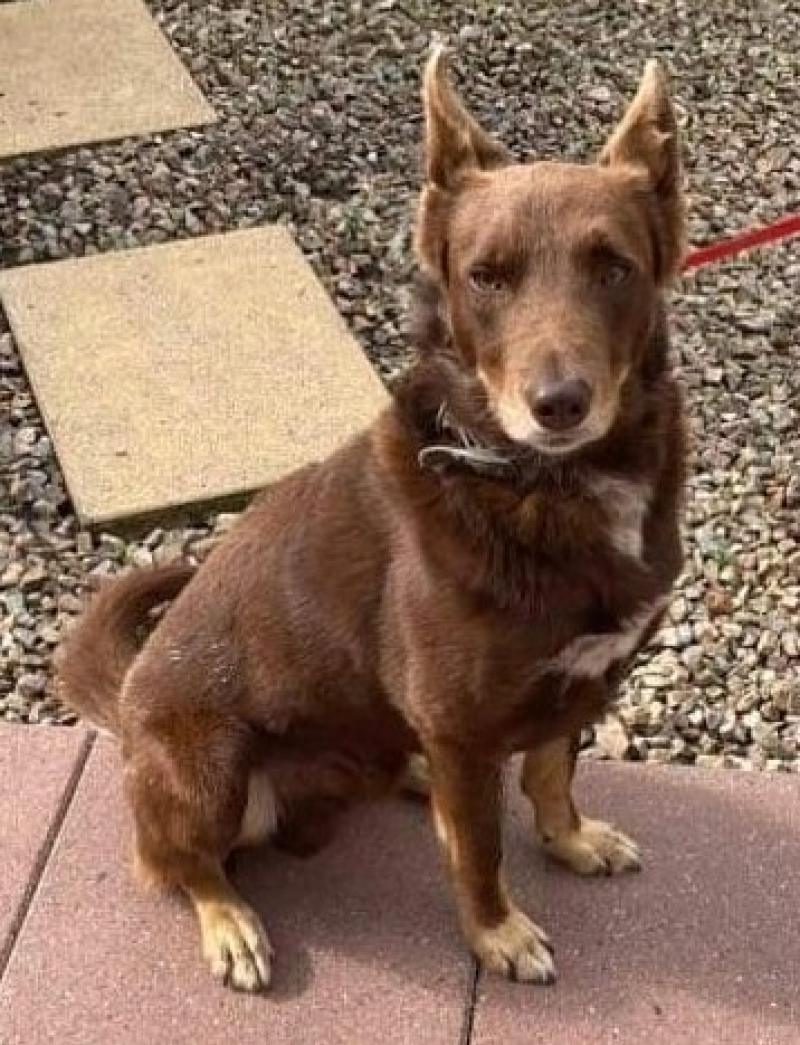 Helping Stray pets to get back home - some timely Animals in Need advice