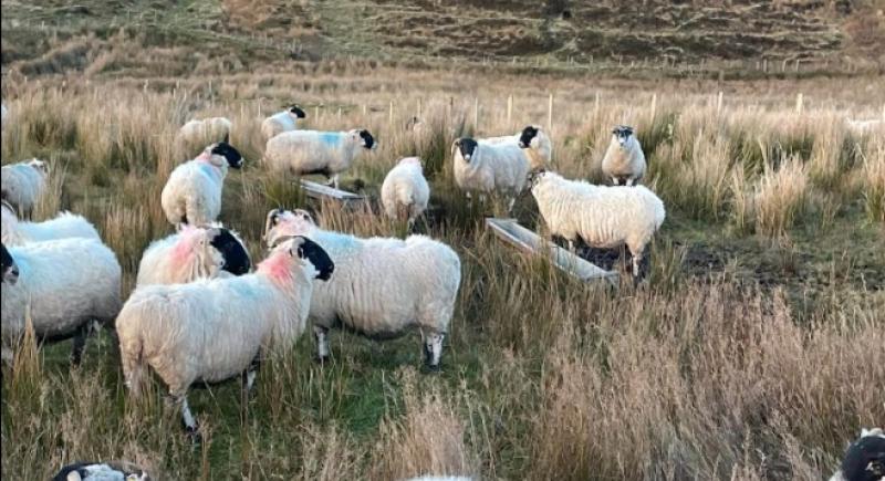 Investigation underway as 34 sheep go missing from Clogher, Barnesmore