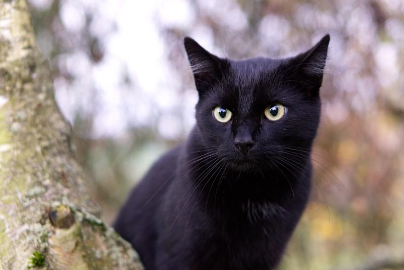 Column: How superstitious are you? It might be a lot more than you think