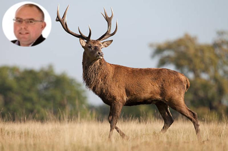 Cull the deer and say no to bringing back the wolves says Falcarragh councillor
