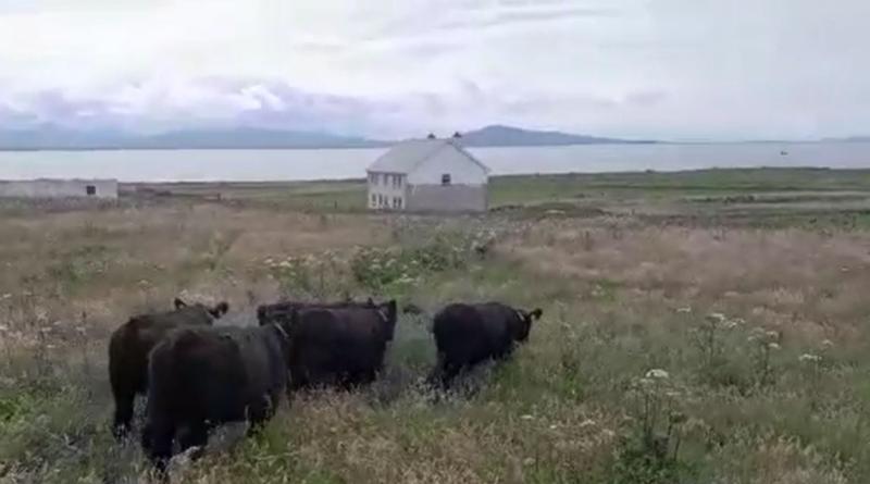 The story of Tory Island&rsquo;s cattle to feature on RT&Eacute; this Thursday
