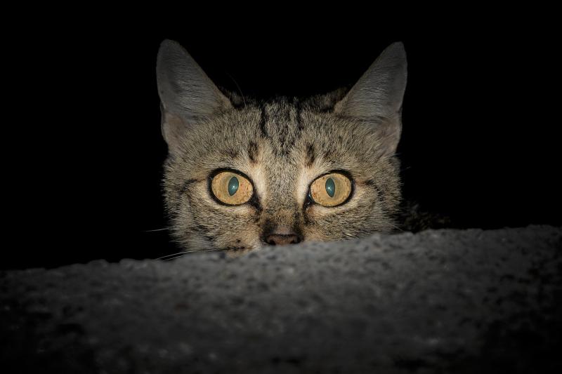 Animals In Need Column: Helping homeless cats to weather the cold snap