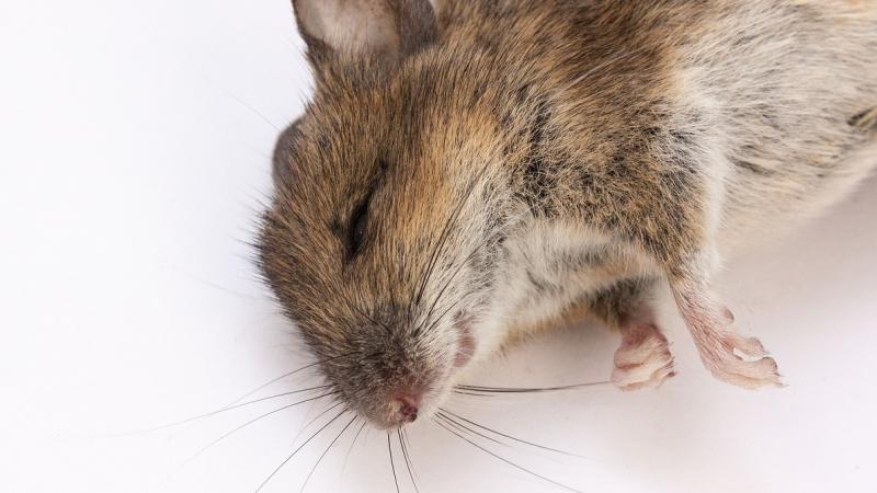 St Johnston eatery ordered to close after dead mouse and mouse droppings found