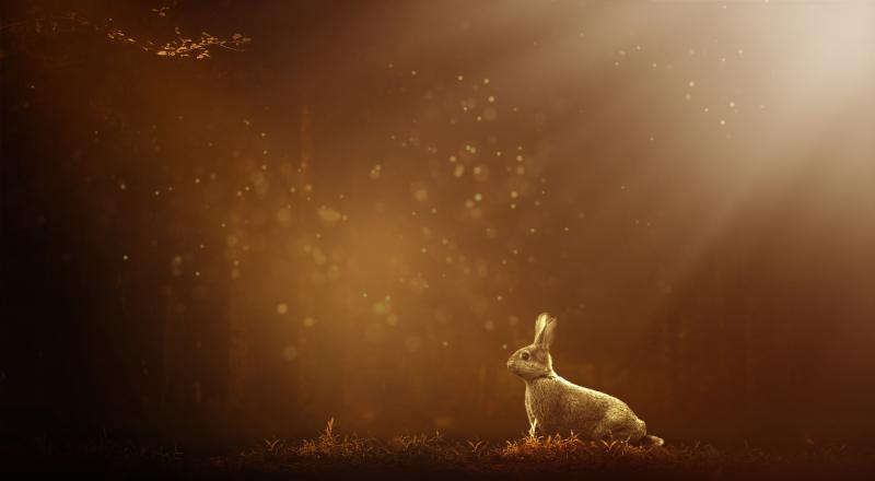 Rabbit PIXABAY