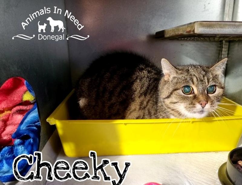 Special Donegal home sought for Cheeky the blind Cat Animals in Need