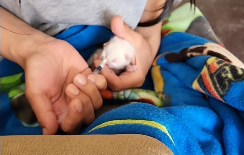 Animals in Need goes international to rescue teeny newborn in Peru