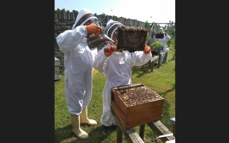 Big buzz ahead of Castlefin honey show
