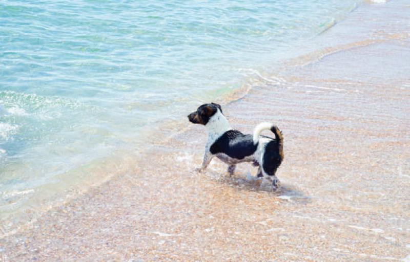 No bark about the beach ban