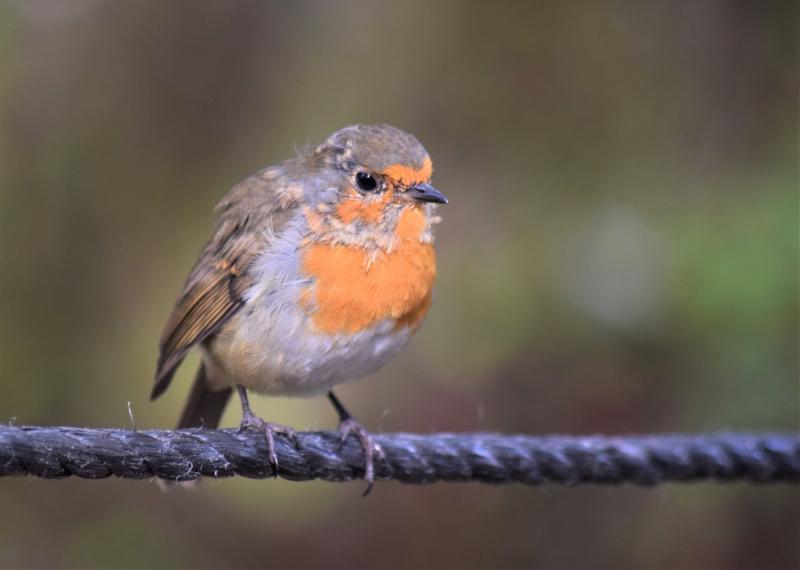 How some of our most common birds came to have their names