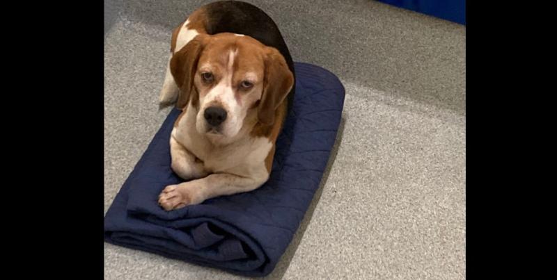 Gardaí are trying to reunite this little lost dog with its owner