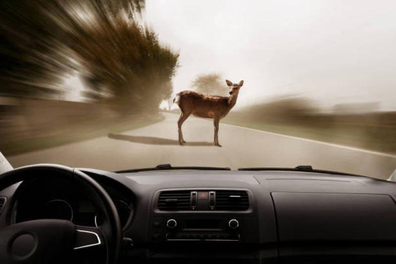 Deer causing problems for motorists near Kilcar