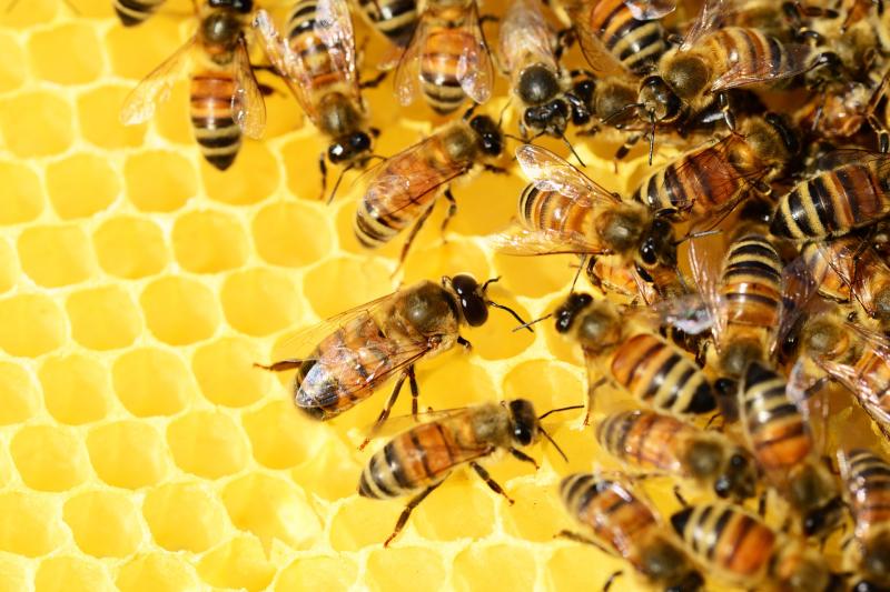 Ever fancied making your own honey?