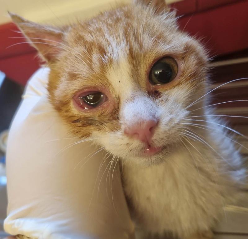 Time for Community Cats Neutering Programmes says Donegal's Animals in Need 