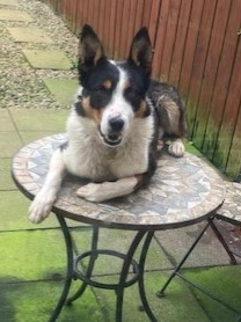 Stray Dogs and the law guidance from Donegal Animals in Need 