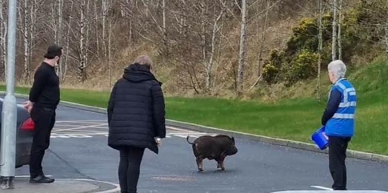 Runaway pig rescued in Donegal after large operation