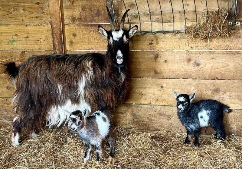 Highs and lows - new births lift the spirits at Wild Ireland after sad death