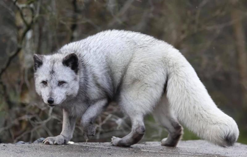 Wild Ireland announces sad death of animal that 'was a real character'