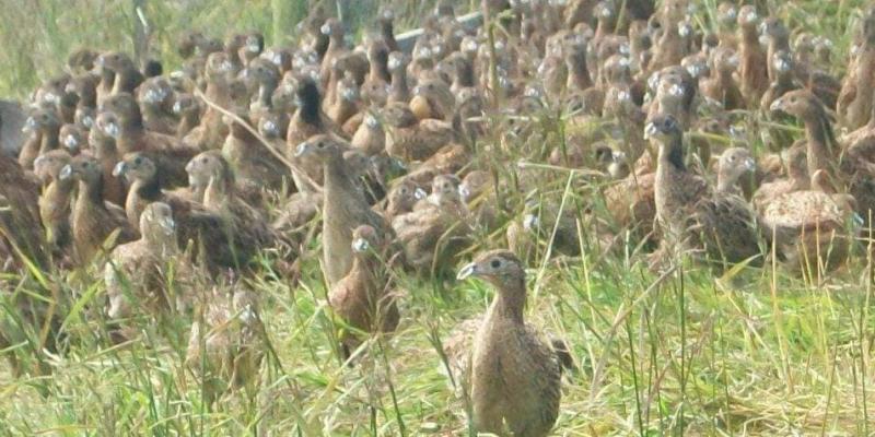 Hundreds of dead birds and animals at Donegal game farm