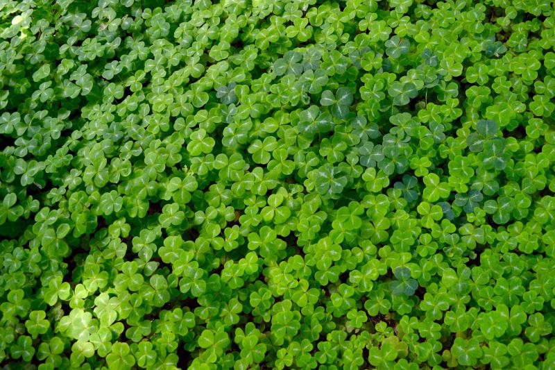 'Sun, showers with a chance of thunderstorms' expected for St Patrick's Day
