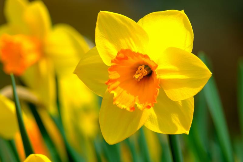 Daffodil PIXABAY
