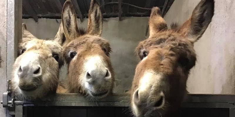  Donegal Donkey Sanctuary issues appeal to help save almost 100 animals