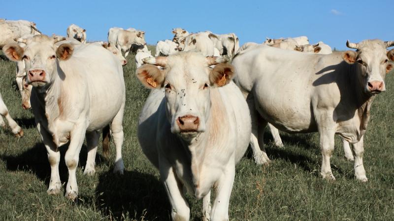 Four Charolais Heifers stolen in Kilmacrennan