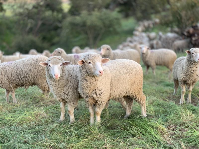 Forty sheep stolen from south Donegal mountain area 