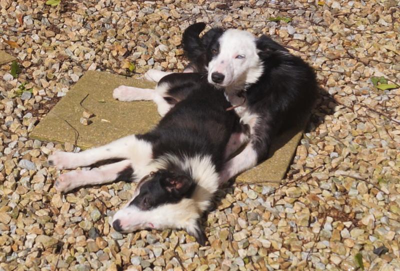 Terrified Collie Pups settling in at Donegal Animals in Need