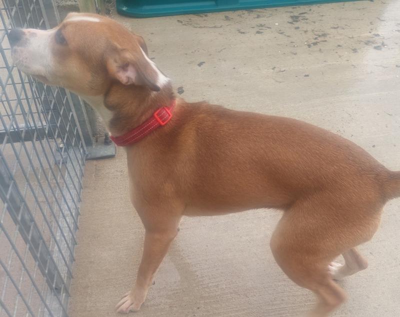 Donegal dog pound keen to reunite a number of dogs with their owners