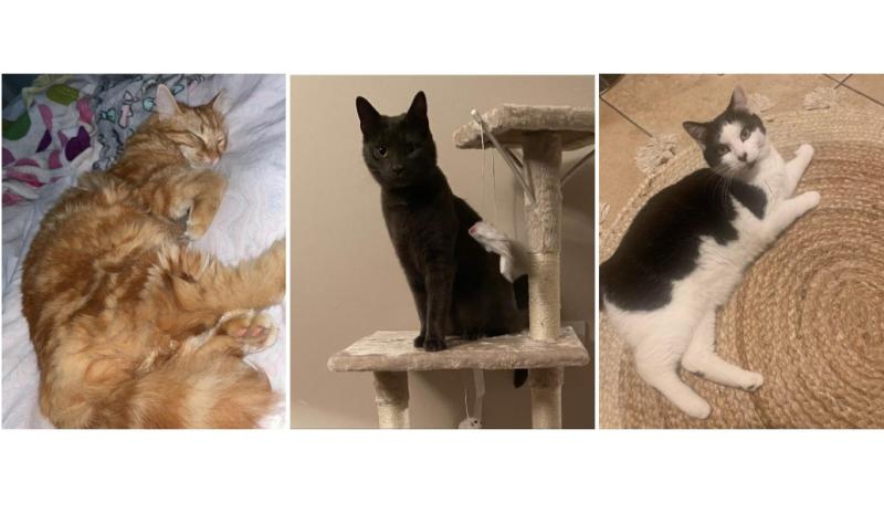 Animal charity says 'suspicious' number of cats missing in Donegal Town