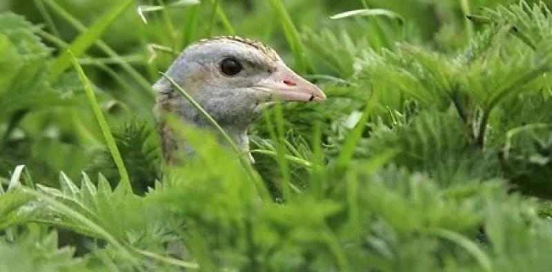 Listen: Would you recognise the call of a corncrake?