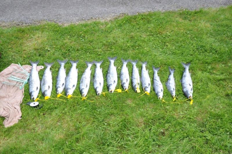 Donegal Circuit Court upholds conviction for 13 untagged salmon found in car