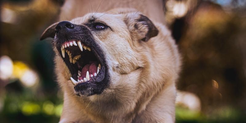 West Donegal schoolboy gets €15,000 after dog attack