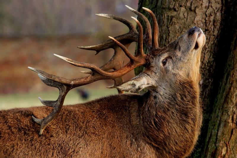 Vigilance urged on deer season