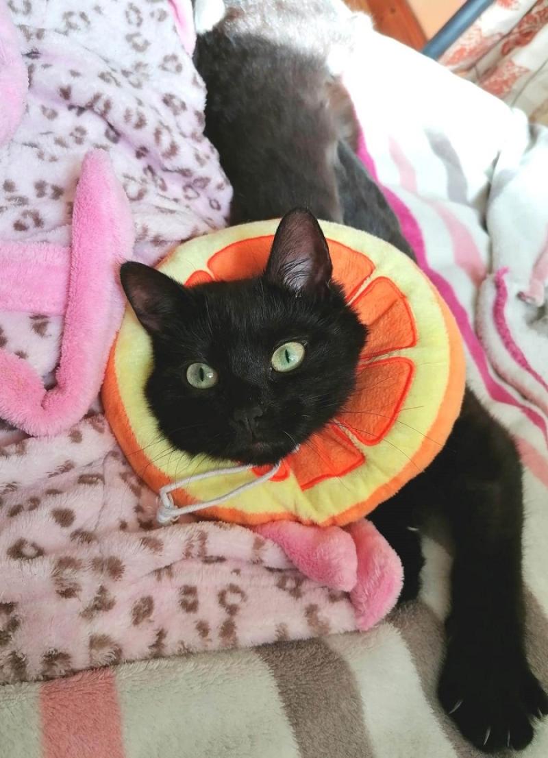 Appeal for new fosterers for rescued cats and dogs from Animals in Need 