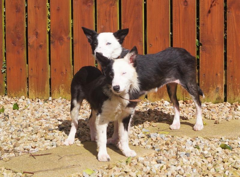 Donegal's roaming dogs continue to be an ongoing problem