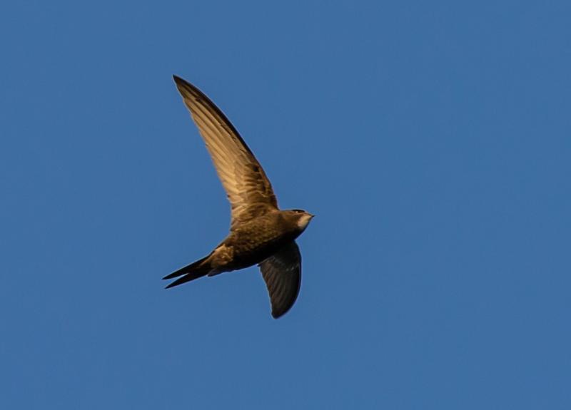 Birds of Donegal - free talk on swifts, endangered birds and garden visitors