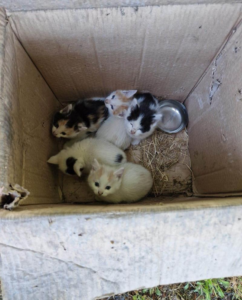 Shocking discovery of box of Kittens dumped at end of laneway